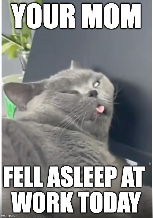 stupid looking cat | YOUR MOM; FELL ASLEEP AT 
WORK TODAY | image tagged in stupid looking cat | made w/ Imgflip meme maker