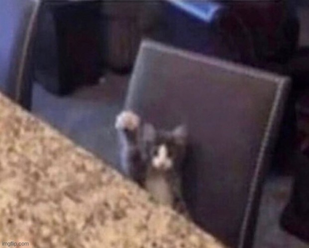 cat raising hand | image tagged in cat raising hand | made w/ Imgflip meme maker