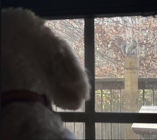 Waiting Dog Blank Meme Template