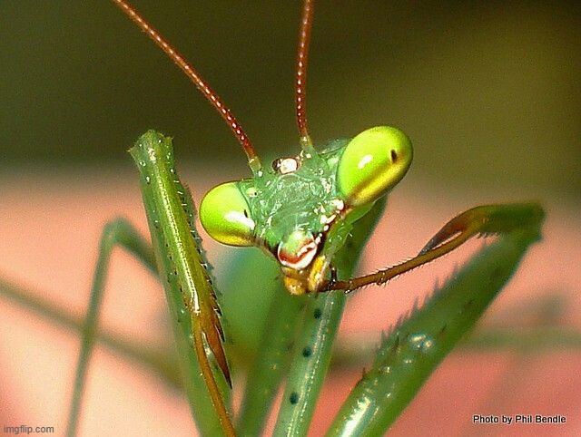 me :3 | made w/ Imgflip meme maker