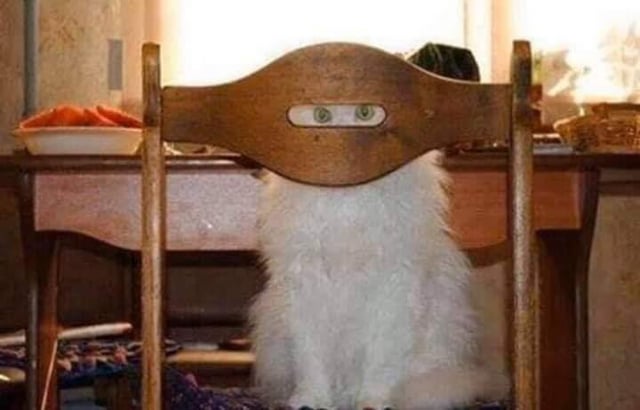 Hello Clarice cat Blank Meme Template