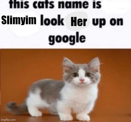 Le cat meme | Slimyim; Her | image tagged in this cats name is x look him up on google | made w/ Imgflip meme maker