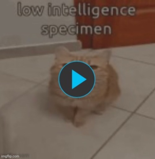 Got the gif version | made w/ Imgflip meme maker