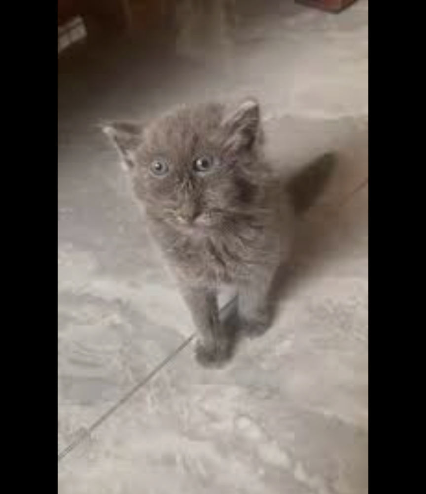 Jerry Blank Meme Template