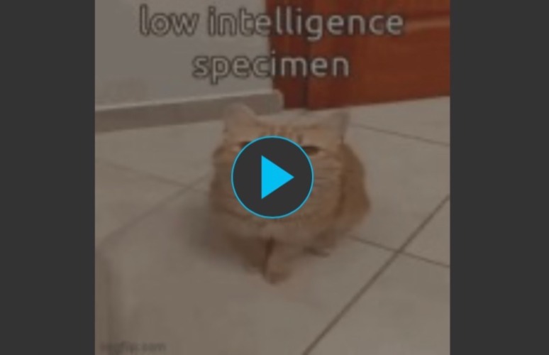 lwk this video funny ash | image tagged in low intelligence specimen | made w/ Imgflip meme maker