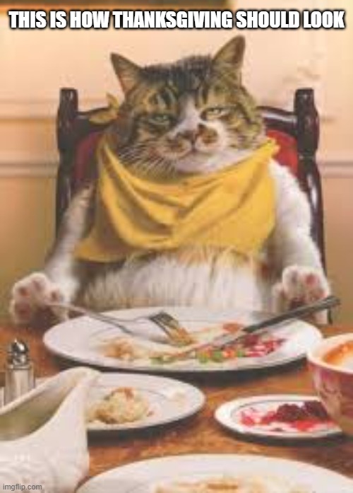 Cat thinks this is how Thanksgiving should look.   --  funny  -- | THIS IS HOW THANKSGIVING SHOULD LOOK | image tagged in cat,kittens,funny,humor,thanksgiving,turkey | made w/ Imgflip meme maker