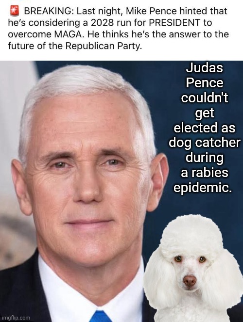 Judas Pence couldn't get elected as dog catcher | Judas Pence couldn't get elected as dog catcher during a rabies epidemic. | image tagged in mike pence,poodle | made w/ Imgflip meme maker