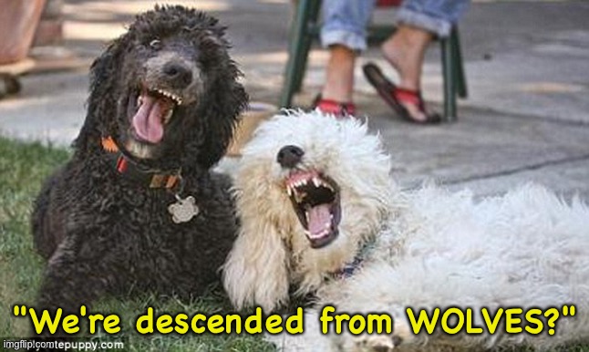 Wot a laff! | "We're descended from WOLVES?" | image tagged in poodles laughing | made w/ Imgflip meme maker