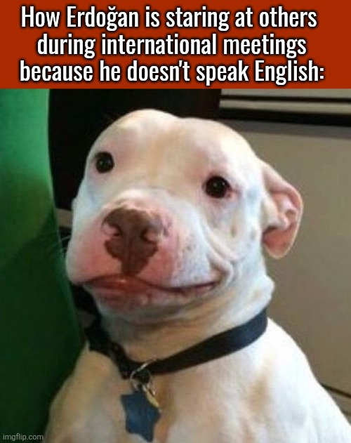 Awkward Dog | How Erdoğan is staring at others 
during international meetings because he doesn't speak English: | image tagged in awkward dog | made w/ Imgflip meme maker