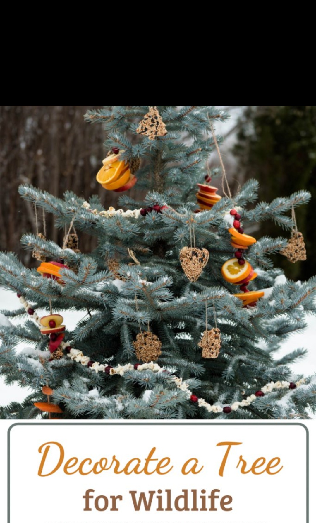 Wildlife Christmas tree Blank Meme Template