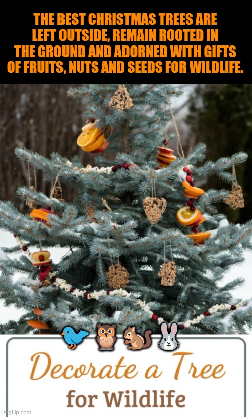 Wildlife Christmas tree | THE BEST CHRISTMAS TREES ARE LEFT OUTSIDE, REMAIN ROOTED IN THE GROUND AND ADORNED WITH GIFTS OF FRUITS, NUTS AND SEEDS FOR WILDLIFE. 🐦🦉🐿🐰 | image tagged in wildlife christmas tree,christmas,christmas tree,nature,jesus christ | made w/ Imgflip meme maker