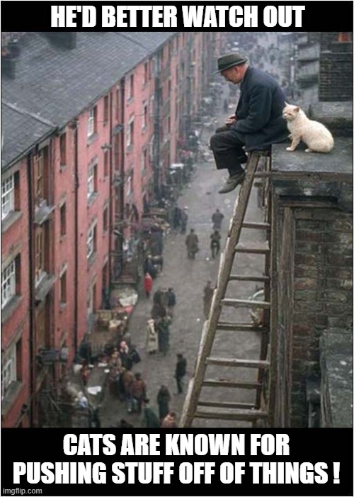 A Precarious Situation ! | HE'D BETTER WATCH OUT; CATS ARE KNOWN FOR PUSHING STUFF OFF OF THINGS ! | image tagged in cats,height,pushing | made w/ Imgflip meme maker
