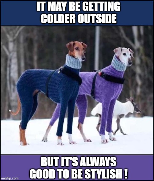 Winter Is Coming ! | IT MAY BE GETTING
COLDER OUTSIDE; BUT IT'S ALWAYS GOOD TO BE STYLISH ! | image tagged in dogs,winter,style | made w/ Imgflip meme maker