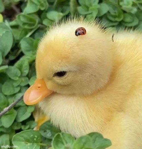 Albert and Phineas | image tagged in silly goose central | made w/ Imgflip meme maker