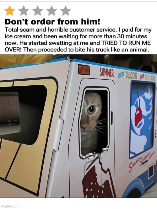 You gotta be kitten me with this service! | image tagged in memes,cats,chaos unending,yelp me out here,bad kitty | made w/ Imgflip meme maker