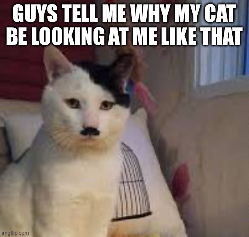 Adolf catler | GUYS TELL ME WHY MY CAT BE LOOKING AT ME LIKE THAT | image tagged in adolf catler | made w/ Imgflip meme maker