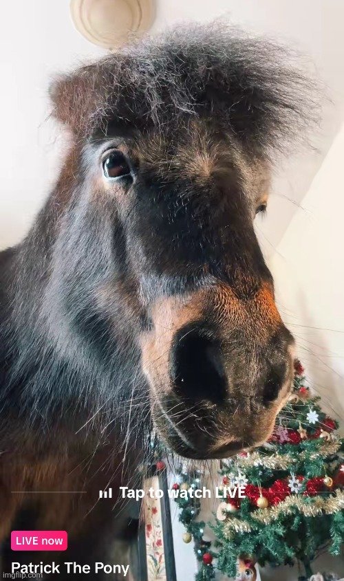 how did the horse go live | made w/ Imgflip meme maker