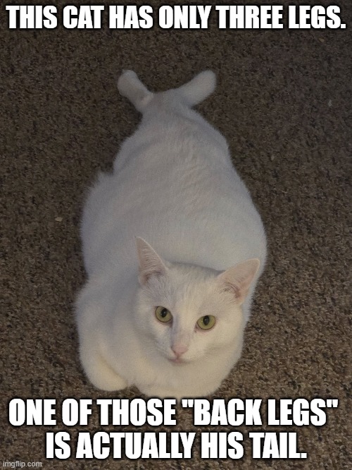 This is actually a picture of a seal. My mistake. | THIS CAT HAS ONLY THREE LEGS. ONE OF THOSE "BACK LEGS" 
IS ACTUALLY HIS TAIL. | image tagged in cats,repost,tripod,tripod cat | made w/ Imgflip meme maker