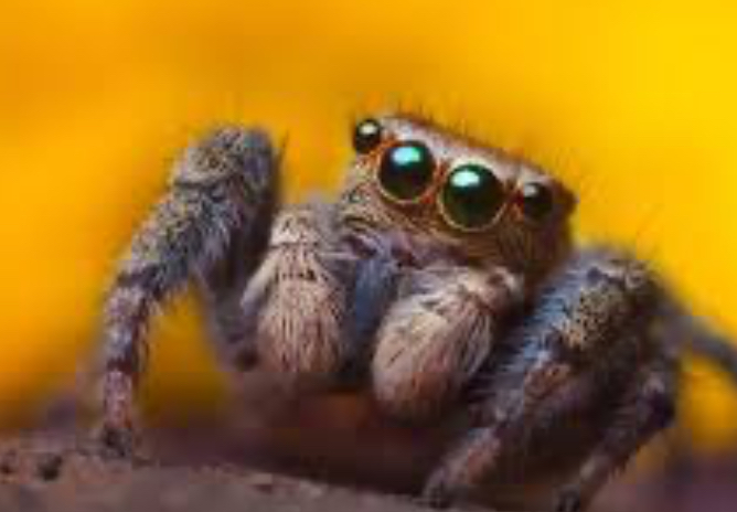 High Quality spider Blank Meme Template