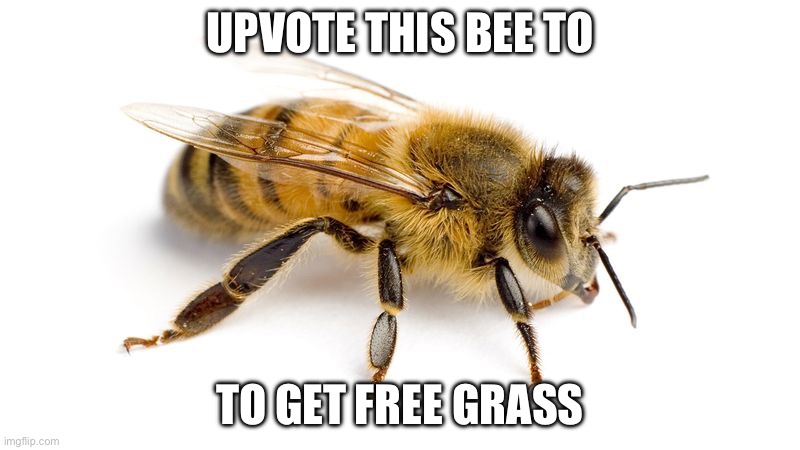 Bee | UPVOTE THIS BEE TO; TO GET FREE GRASS | image tagged in bee | made w/ Imgflip meme maker