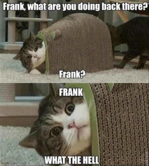 What is frank doing? | image tagged in cats | made w/ Imgflip meme maker