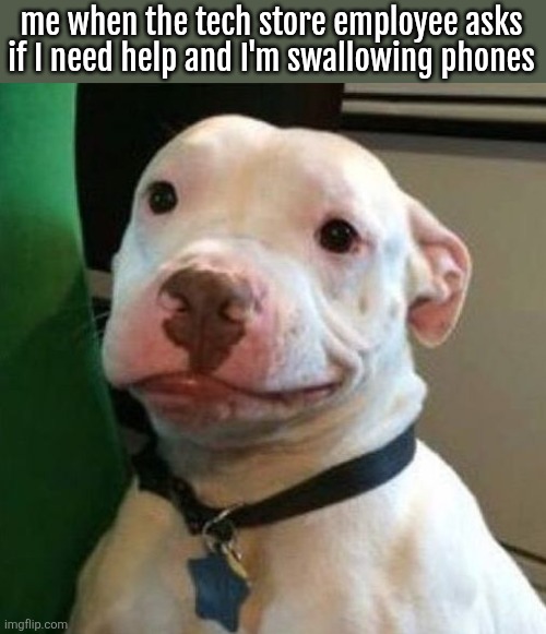 Awkward Dog | me when the tech store employee asks
if I need help and I'm swallowing phones | image tagged in awkward dog | made w/ Imgflip meme maker