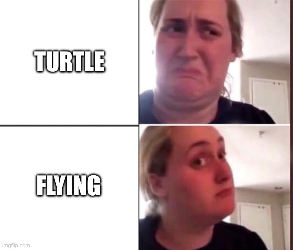 Turtle | TURTLE; FLYING | image tagged in kombucha girl,turtle | made w/ Imgflip meme maker