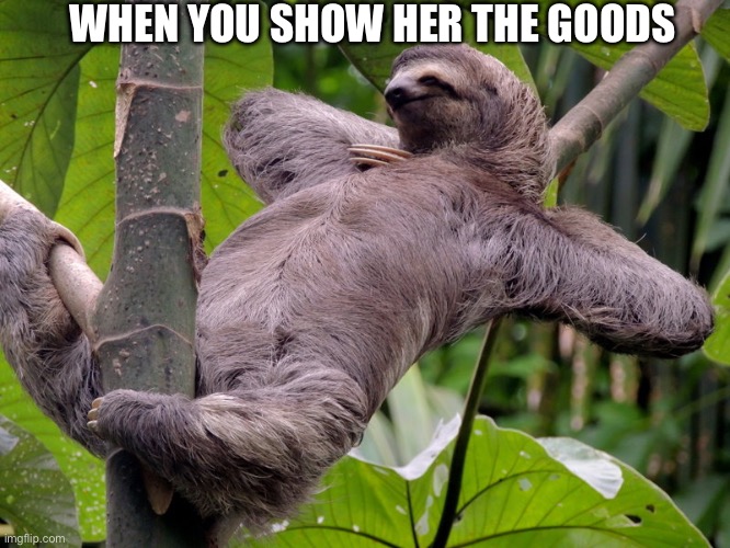 Look here | WHEN YOU SHOW HER THE GOODS | image tagged in lazy sloth,look at me,good | made w/ Imgflip meme maker