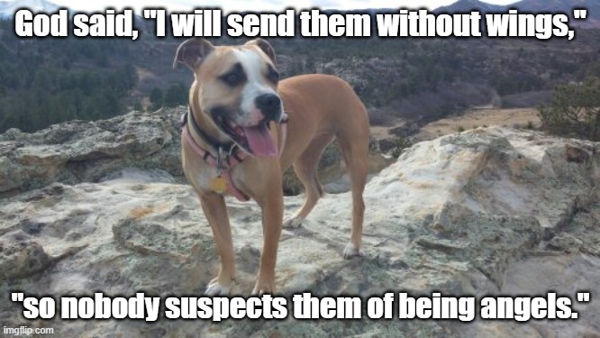 My Angel Bailey | God said, "I will send them without wings,"; "so nobody suspects them of being angels." | image tagged in furbaby,playful,loyal,protective,spoiled,bestdogfriend | made w/ Imgflip meme maker