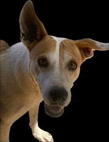 crazy Blank Meme Template