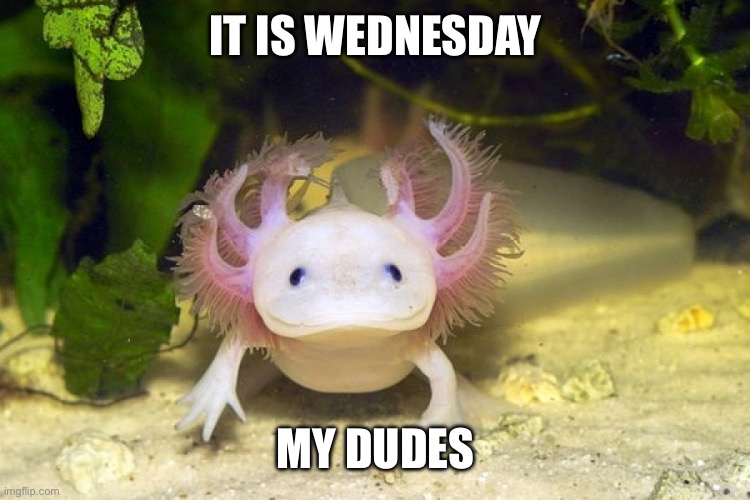 It is Wednesday axolotl my dudes | IT IS WEDNESDAY; MY DUDES | image tagged in axolotl,it is wednesday my dudes,weekend,joy,happiness,cute | made w/ Imgflip meme maker