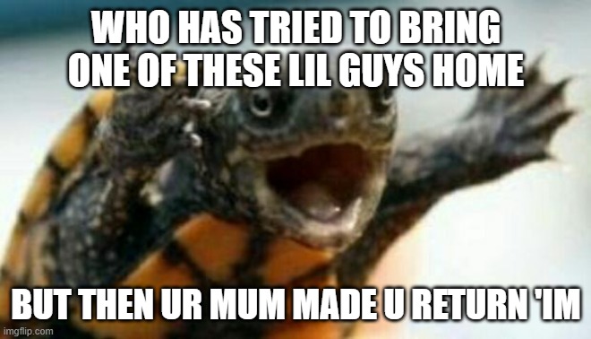 Turtle Say What? | WHO HAS TRIED TO BRING ONE OF THESE LIL GUYS HOME; BUT THEN UR MUM MADE U RETURN 'IM | image tagged in turtle say what | made w/ Imgflip meme maker