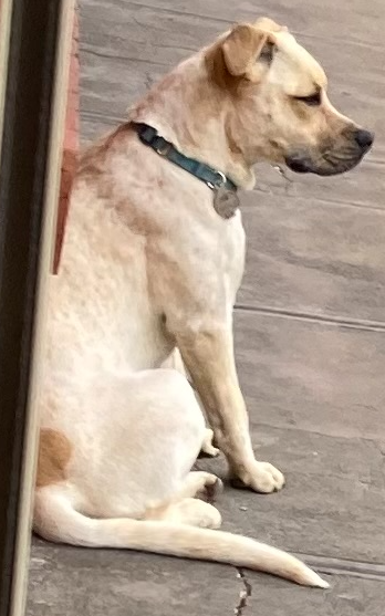 Depressed dog Blank Meme Template