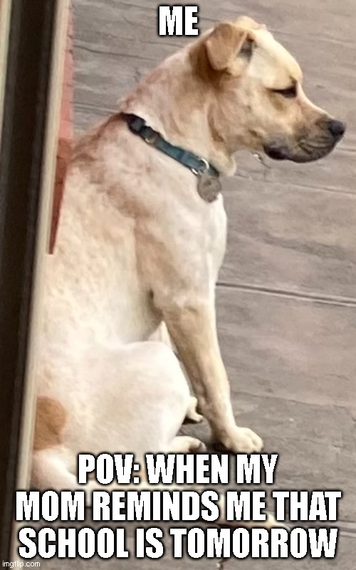 Depressed dog | ME; POV: WHEN MY MOM REMINDS ME THAT SCHOOL IS TOMORROW | image tagged in depressed dog | made w/ Imgflip meme maker