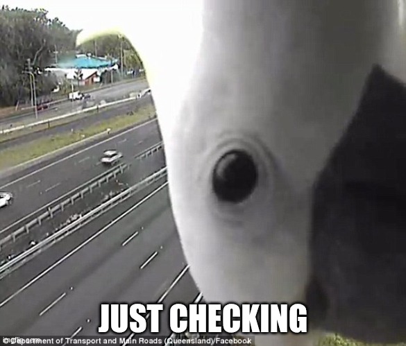 Cockatoo Just Checking in | JUST CHECKING | image tagged in cockatoo just checking in | made w/ Imgflip meme maker