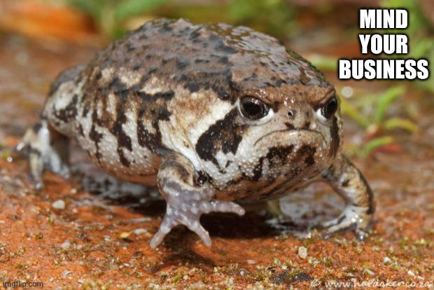 Always remember, Mind your business | MIND YOUR BUSINESS | image tagged in memes,grumpy toad,mind your business,fair warning,new york city,no snooping | made w/ Imgflip meme maker