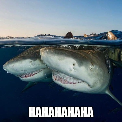 HAHAHAHAHA | image tagged in sharks laughing | made w/ Imgflip meme maker