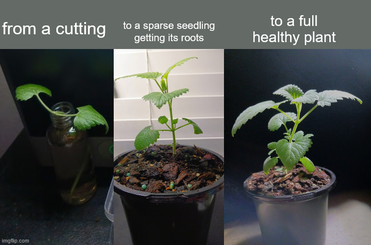 to a full healthy plant; from a cutting; to a sparse seedling getting its roots | made w/ Imgflip meme maker