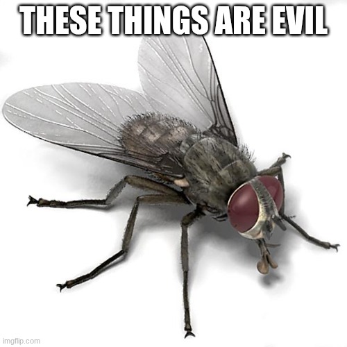 I hate flies | THESE THINGS ARE EVIL | image tagged in scumbag house fly | made w/ Imgflip meme maker