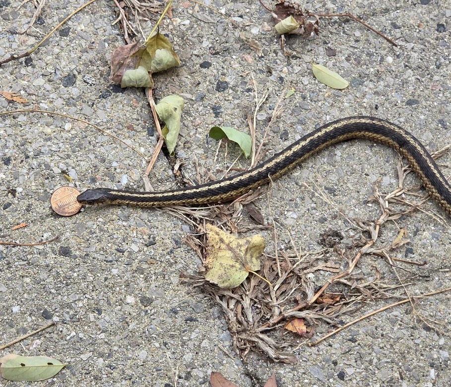 snake with penny Blank Meme Template