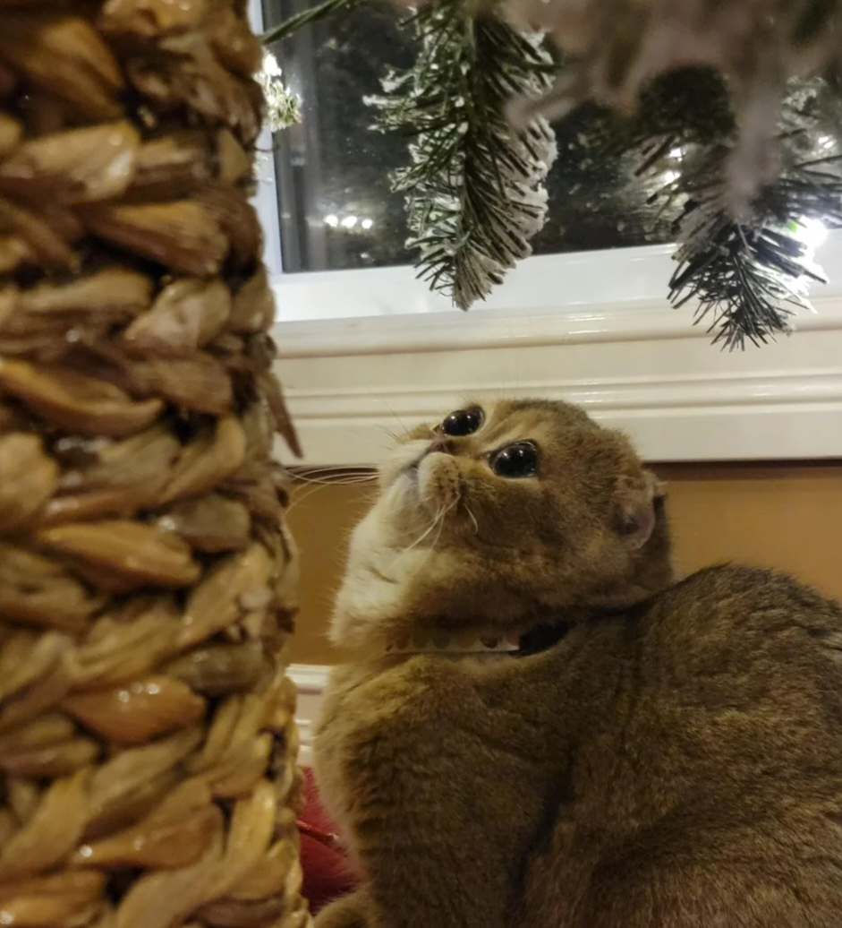 Cat Tree Eyes Blank Meme Template