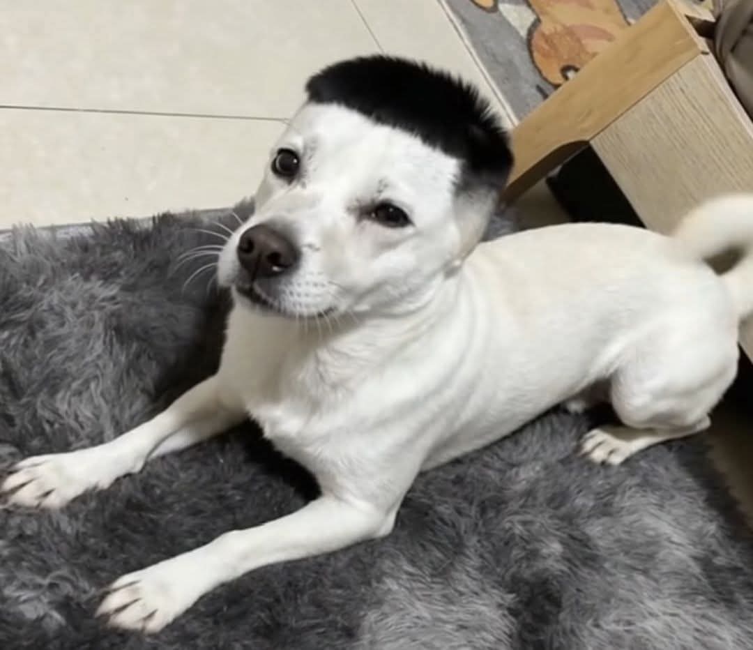 Dog drei Blank Meme Template