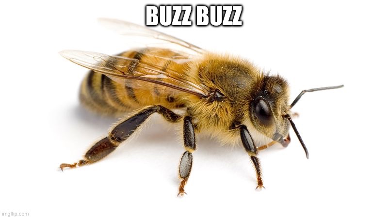 Bee | BUZZ BUZZ | image tagged in bee | made w/ Imgflip meme maker