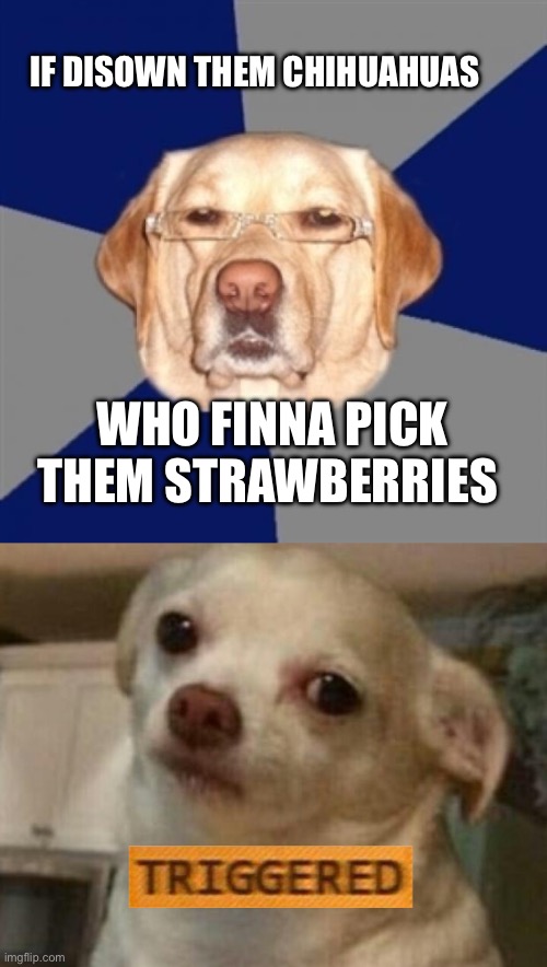 Those darn chihuahuas | IF DISOWN THEM CHIHUAHUAS; WHO FINNA PICK THEM STRAWBERRIES | image tagged in racist dog,concerned chihuahua,dogs | made w/ Imgflip meme maker