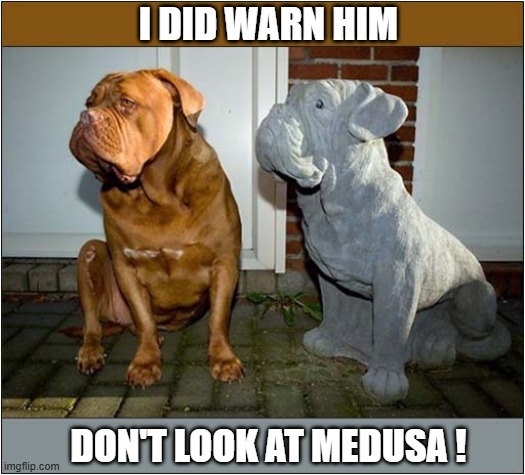 Turned To Stone ! | I DID WARN HIM; DON'T LOOK AT MEDUSA ! | image tagged in dogs,medusa,stone | made w/ Imgflip meme maker