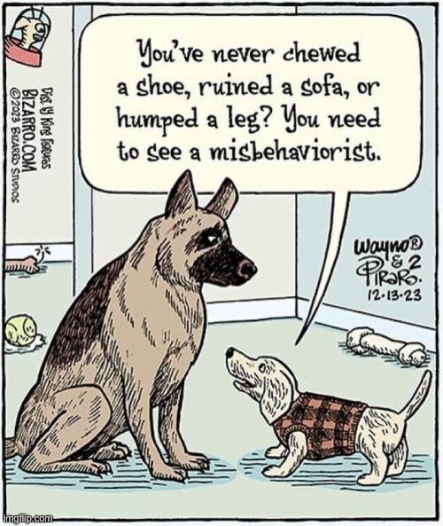 Bizarro Comics | image tagged in comics,bizarro comics,dogs,aint misbehaving,misbehaviorist | made w/ Imgflip meme maker