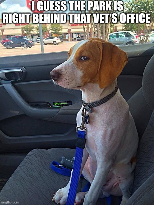 I Guess The Park Is Right Behind That Vet's Office | I GUESS THE PARK IS RIGHT BEHIND THAT VET'S OFFICE | image tagged in chris joines | made w/ Imgflip meme maker