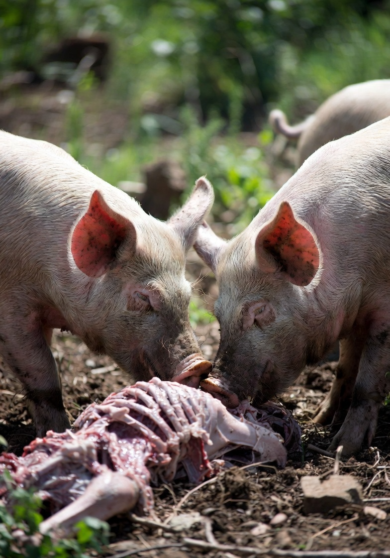 Pigs feeding on a human body Blank Meme Template