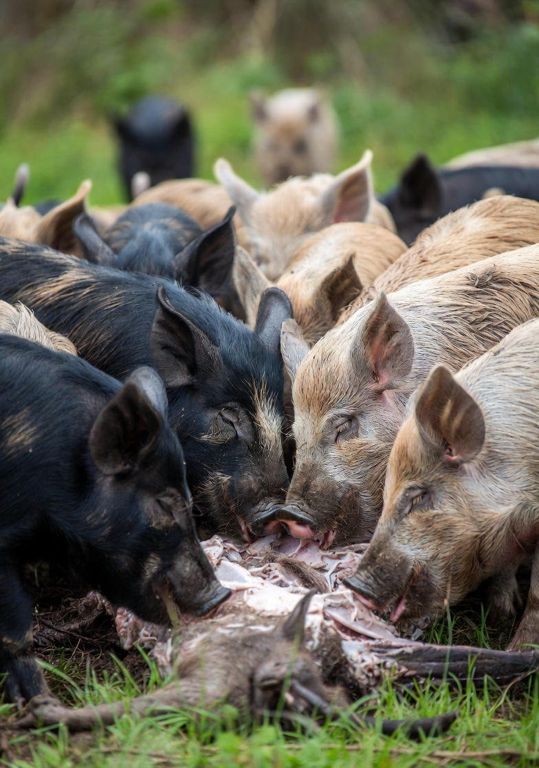 Pigs feeding on a human body Blank Meme Template