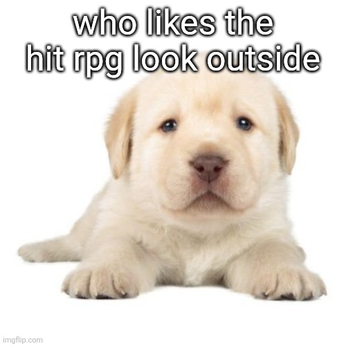 really cute puppy | who likes the hit rpg look outside | image tagged in really cute puppy | made w/ Imgflip meme maker